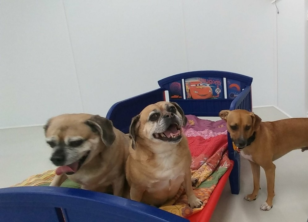 Doggy Daycare Boarding Bark Pet Resort Myrtle Beach About Us